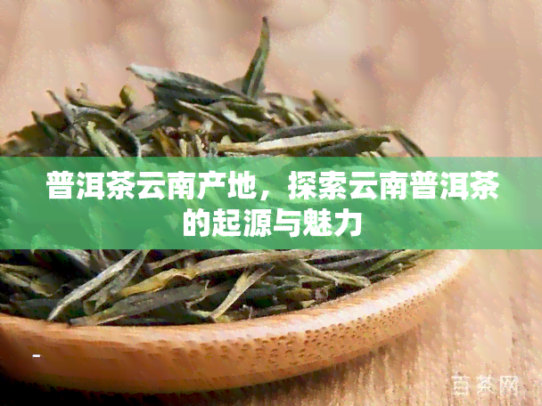 普洱茶云南产地，探索云南普洱茶的起源与魅力