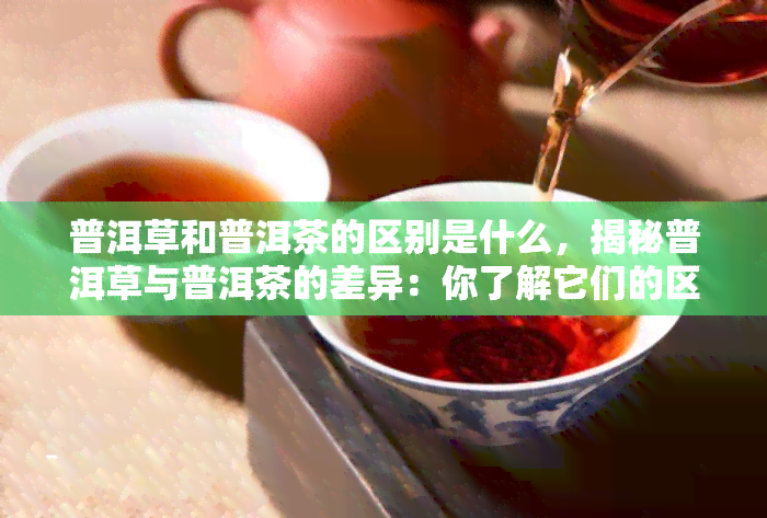 普洱草和普洱茶的区别是什么，揭秘普洱草与普洱茶的差异：你了解它们的区别吗？