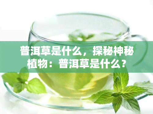 普洱草是什么，探秘神秘植物：普洱草是什么？