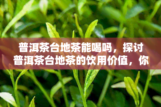 普洱茶台地茶能喝吗，探讨普洱茶台地茶的饮用价值，你真的了解吗？