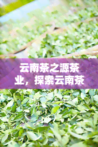 云南茶之源茶业，探索云南茶文化的源头：云南茶之源茶业