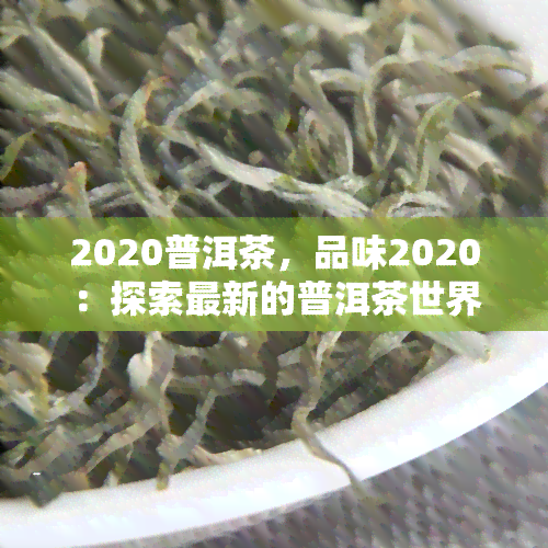 2020普洱茶，品味2020：探索最新的普洱茶世界