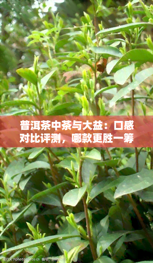 普洱茶中茶与大益：口感对比评测，哪款更胜一筹？