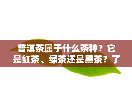 普洱茶属于什么茶种？它是红茶、绿茶还是黑茶？了解其分类及其功效。