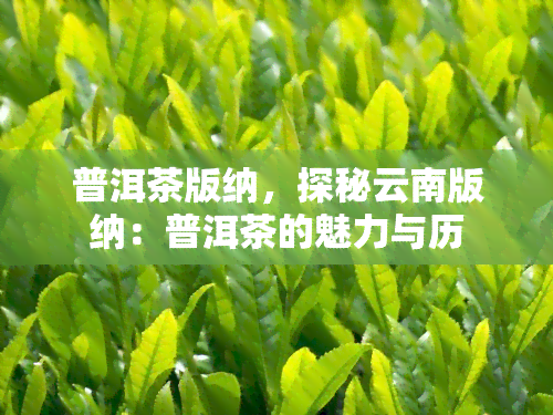 普洱茶版纳，探秘云南版纳：普洱茶的魅力与历