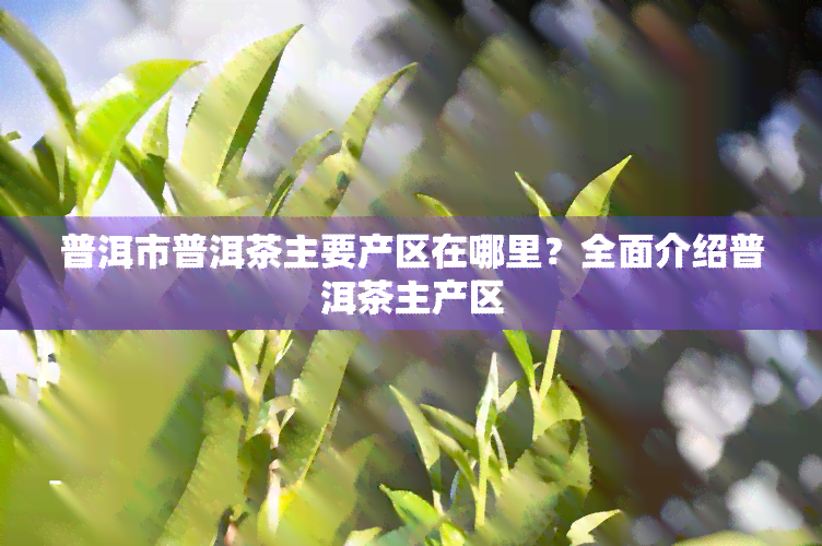 普洱市普洱茶主要产区在哪里？全面介绍普洱茶主产区