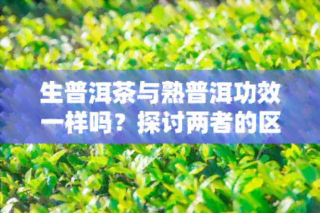 生普洱茶与熟普洱功效一样吗？探讨两者的区别及作用与功效