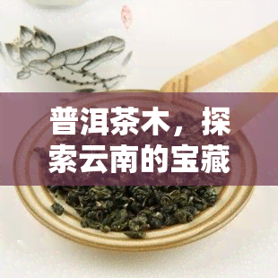 普洱茶木，探索云南的宝藏：了解普洱茶木的独特魅力