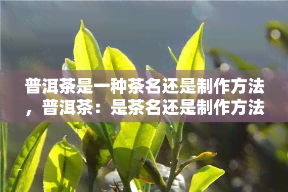 普洱茶是一种茶名还是制作方法，普洱茶：是茶名还是制作方法？