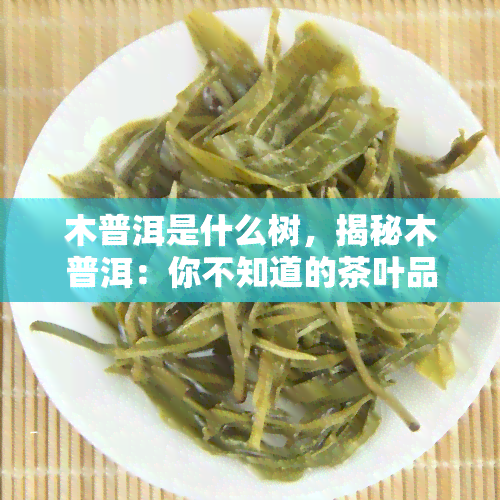 木普洱是什么树，揭秘木普洱：你不知道的茶叶品种！