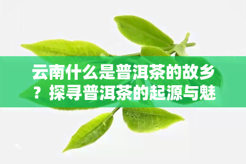 云南什么是普洱茶的故乡？探寻普洱茶的起源与魅力