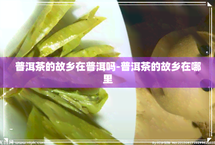 普洱茶的故乡在普洱吗-普洱茶的故乡在哪里