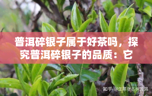 普洱碎银子属于好茶吗，探究普洱碎银子的品质：它是否属于好茶？