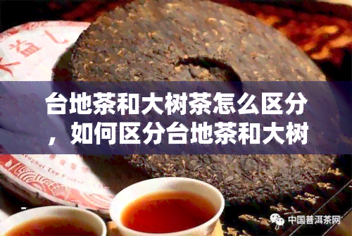 台地茶和大树茶怎么区分，如何区分台地茶和大树茶？