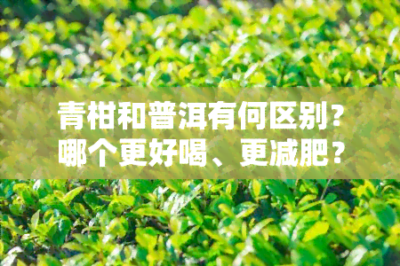 青柑和普洱有何区别？哪个更好喝、更减肥？详解功效与作用！