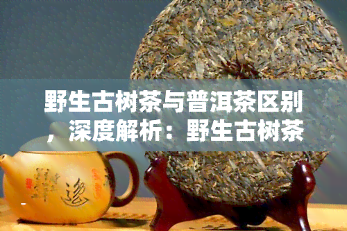 野生古树茶与普洱茶区别，深度解析：野生古树茶与普洱茶的区别