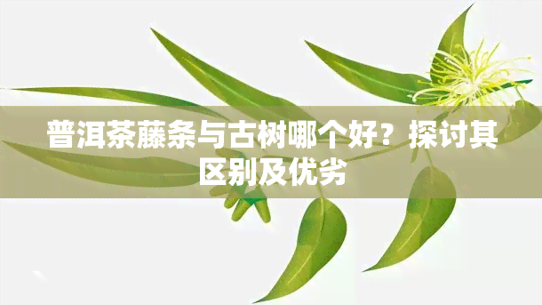 普洱茶藤条与古树哪个好？探讨其区别及优劣