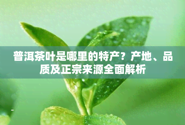 普洱茶叶是哪里的特产？产地、品质及正宗来源全面解析