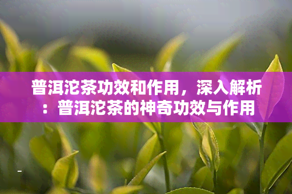 普洱沱茶功效和作用，深入解析：普洱沱茶的神奇功效与作用