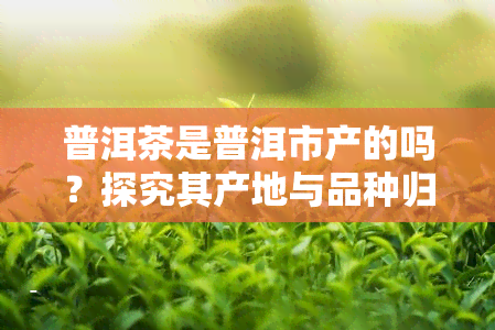 普洱茶是普洱市产的吗？探究其产地与品种归属