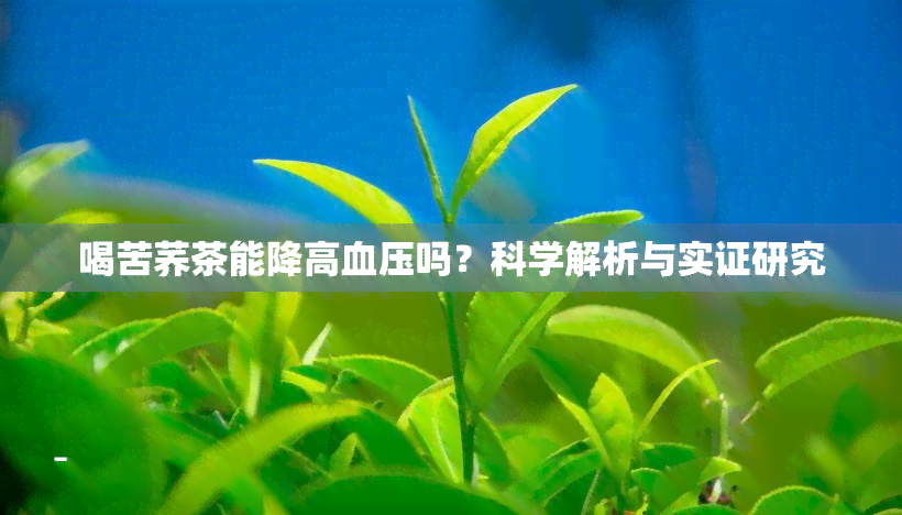 喝苦荞茶能降高血压吗？科学解析与实证研究