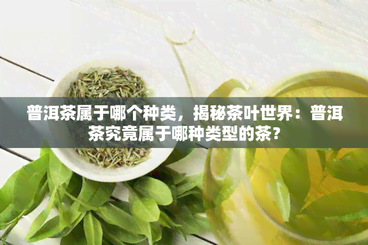 普洱茶属于哪个种类，揭秘茶叶世界：普洱茶究竟属于哪种类型的茶？