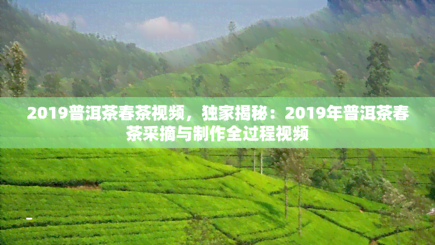 2019普洱茶春茶视频，独家揭秘：2019年普洱茶春茶采摘与制作全过程视频