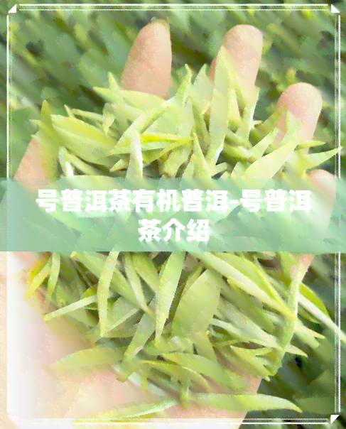 号普洱茶有机普洱-号普洱茶介绍