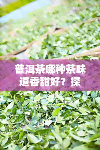 普洱茶哪种茶味道香甜好？探讨普洱茶的香气与口感