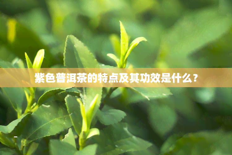 紫色普洱茶的特点及其功效是什么？