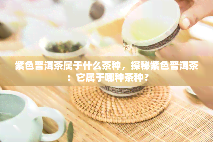 紫色普洱茶属于什么茶种，探秘紫色普洱茶：它属于哪种茶种？