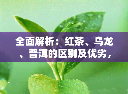 全面解析：红茶、乌龙、普洱的区别及优劣，哪种茶叶更值得尝试？