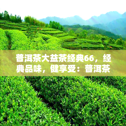 普洱茶大益茶经典66，经典品味，健享受：普洱茶大益茶66，让你领略不一样的茶香世界！