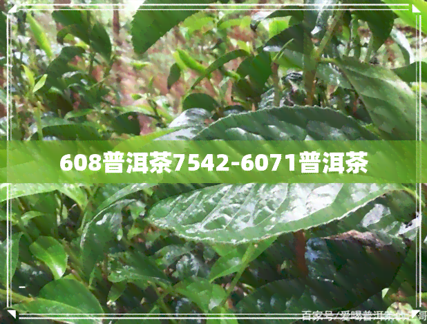 608普洱茶7542-6071普洱茶