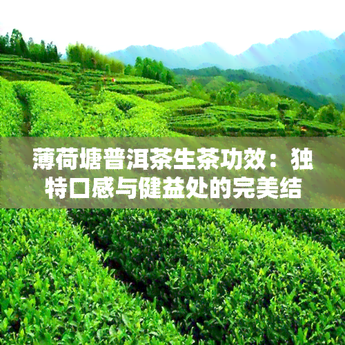 薄荷塘普洱茶生茶功效：独特口感与健益处的完美结合