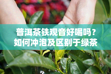 普洱茶铁观音好喝吗？如何冲泡及区别于绿茶？