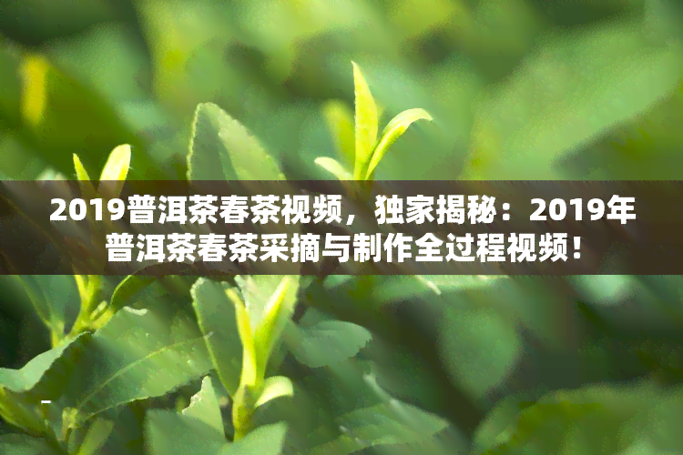 2019普洱茶春茶视频，独家揭秘：2019年普洱茶春茶采摘与制作全过程视频！