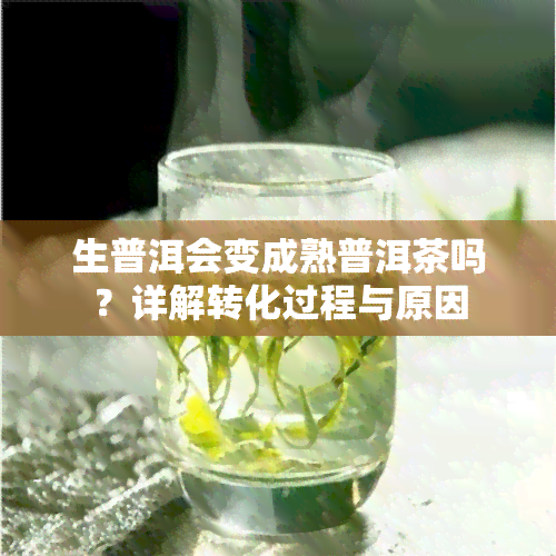 生普洱会变成熟普洱茶吗？详解转化过程与原因