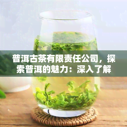 普洱古茶有限责任公司，探索普洱的魅力：深入了解普洱古茶有限责任公司