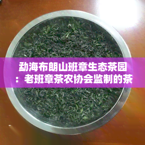 勐海布朗山班章生态茶园：老班章茶农协会监制的茶，村民小组茶农协会监制，古树茶园基地