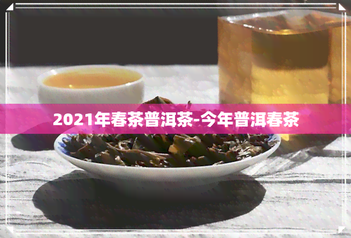 2021年春茶普洱茶-今年普洱春茶