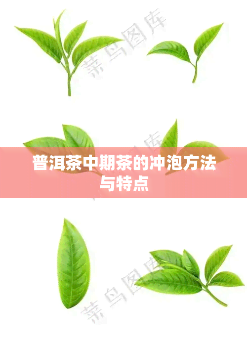 普洱茶中期茶的冲泡方法与特点