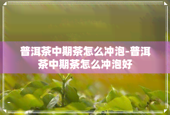 普洱茶中期茶怎么冲泡-普洱茶中期茶怎么冲泡好