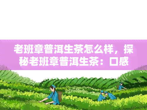 老班章普洱生茶怎么样，探秘老班章普洱生茶：口感、品质与独特之处