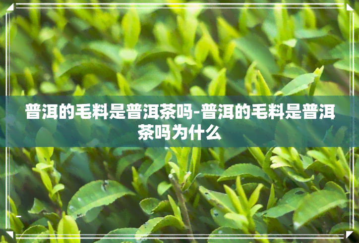 普洱的毛料是普洱茶吗-普洱的毛料是普洱茶吗为什么