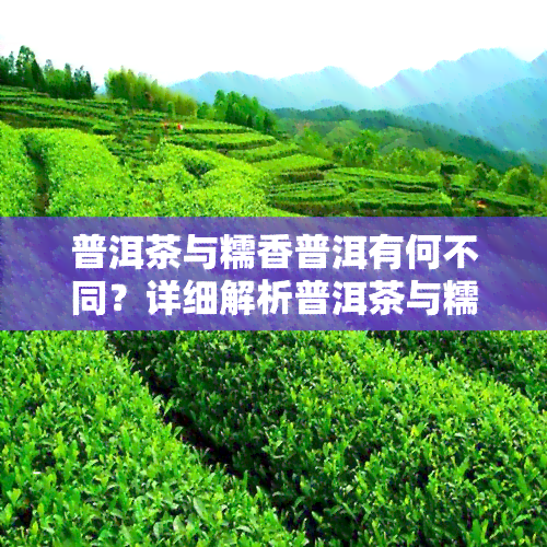 普洱茶与糯香普洱有何不同？详细解析普洱茶与糯香普洱的区别