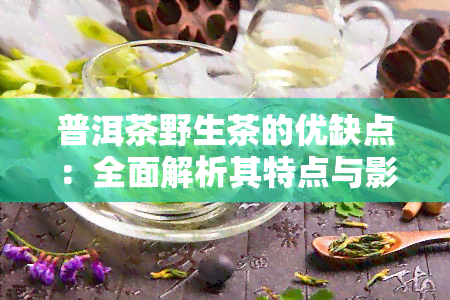 普洱茶野生茶的优缺点：全面解析其特点与影响