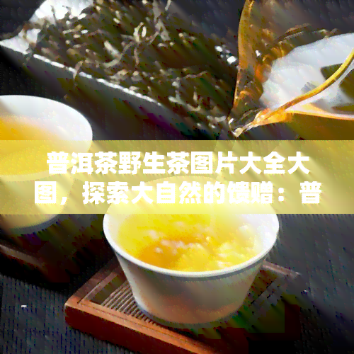 普洱茶野生茶图片大全大图，探索大自然的馈赠：普洱茶野生茶图片大全大图