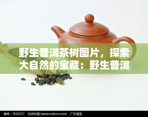 野生普洱茶树图片，探索大自然的宝藏：野生普洱茶树的美丽图片