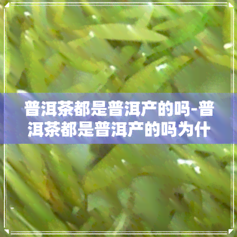 普洱茶都是普洱产的吗-普洱茶都是普洱产的吗为什么